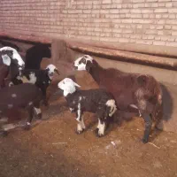 گوسفند با بره|حیوانات مزرعه|اردبیل, |دیوار