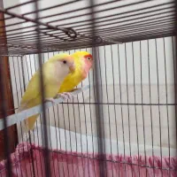 طوطی برزیلی طوطی کوتوله زرد|پرنده|نسیم‌شهر, |دیوار