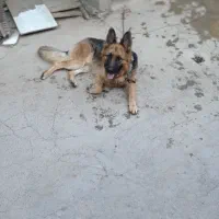 فروش سگ ژرمن