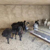 بره و برغاله|حیوانات مزرعه|پاکدشت, حصار امیر|دیوار