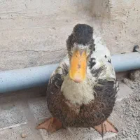 اردک بالغ ۱۰ ماهه|حیوانات مزرعه|تهران, آهنگران (سراسیاب دولاب)|دیوار