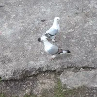 کبوتربلژیکی|پرنده|لاهیجان, آهندان|دیوار