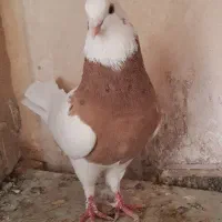 کبوتر طوقی نر پنج عدد و یک ماده|پرنده|زابل, |دیوار