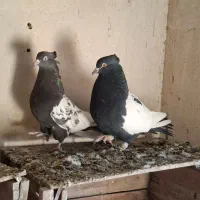 جفت نر ماده دم سیاه و دم قهوای تهران|پرنده|اقبالیه, |دیوار