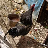 خروس سیاه