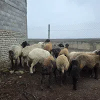 فروش گوسفندداشتی بره دار و.  ابستن|حیوانات مزرعه|گنبد کاووس, |دیوار