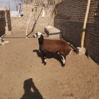 بره جنس دار تخمی قوچی افشار اصل