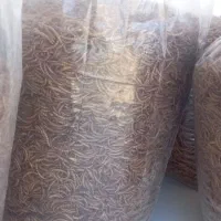 میلورم خشک|خزنده|سنندج, |دیوار