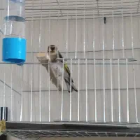 سهره سرخ دوساله جفتی قناری|پرنده|اندیمشک, |دیوار