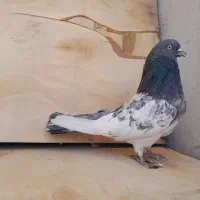 کبوتر سوقدیم