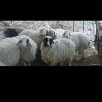 فروش میش بدون بره