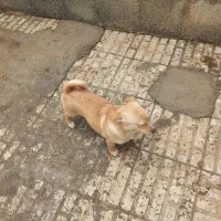 سگهای نژاد دار...