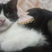 واگذاری گربه