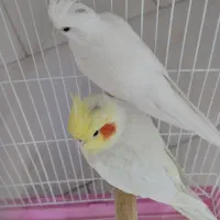 عروس هلندی با قفس