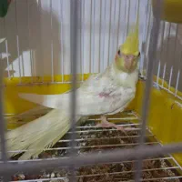 عروس هلندی تازه دون خور|پرنده|کلاچای, |دیوار