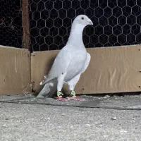 کبوتر پلاکی آلمانی