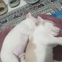 واگذاری توله پاکوتاه نژاد دارمعاوضه باپرنده|سگ|مشهد, کشف|دیوار