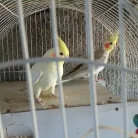 عروس هلندی مولدیک جفت مرغ عشق انگیلیسی معاوضهبامرغ
