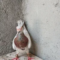 نرزرنگ ومست