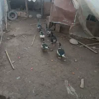 اردک اسرائیلی