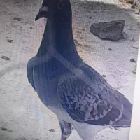 نر ماده|پرنده|گوهرکوه, |دیوار