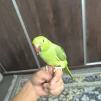 طوطی ملنگو رام دستی