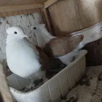 دو عدد کبوتر جفت|پرنده|قرچک, مهدیه|دیوار