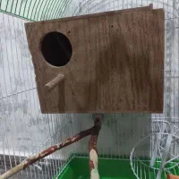 طوطی برزیلی نژاد فیشر به همراه وسایل|پرنده|پاکدشت, پاکدشت (مامازند)|دیوار