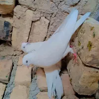 کبوتر سفید خوشرنگ تمیز|پرنده|اصفهان, ارداجی|دیوار