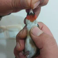 سهره ی نر کراواتی عتیقه و قواره دار