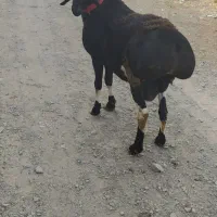 قوچ چینی میش چینی بره قوچ|حیوانات مزرعه|تربت جام, شهرک آزادگان|دیوار