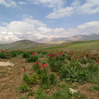 راهنمایی|فعالیت داوطلبانه|اصفهان, ارغوانیه|دیوار