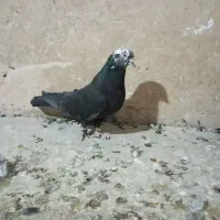 کله ماستی