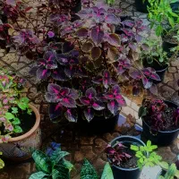 گل اپارتمانی|گل و گیاه طبیعی|قزوین, |دیوار