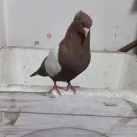 نرماده سرته سیاه وقهوی|پرنده|بروجرد, |دیوار