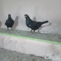 کبوتر