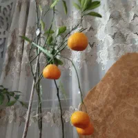 درخت انار و نارنگی.هویای قلبی و کروهنیانا