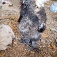 جوجه ابریشمی|حیوانات مزرعه|مشهد, کارمندان دوم|دیوار