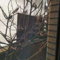 فروش فنچ کینگ