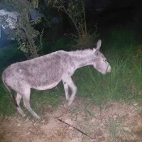 الاغ ماده