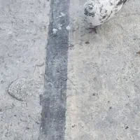 ۰ا عدد کفتر بدرد بخور سلامت