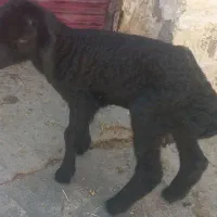 ۳ عدد بره شیری سه قلو به شرط پستونک ماده