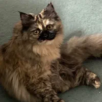 گربه میکس هیمالین-بریتیش