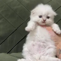 گربه اسکاتیش وارداتی|گربه|کرمانشاه, |دیوار