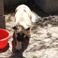 توله 'سگ سرابی اصیل مخصوص خاص پسندا