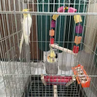 عروس هلندی نر و ماده