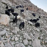 بز زایده وخشک