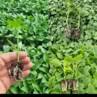 نشا فلفل لامبارد شیرین