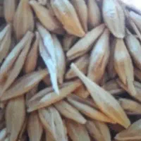 جو مغان