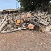 برش درخت و خرید چوب